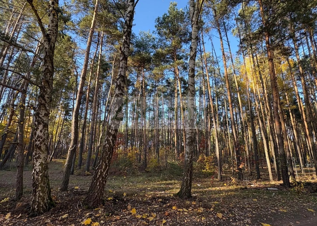 Działka budowlana 4000 m², Marynin - zdjęcie 2