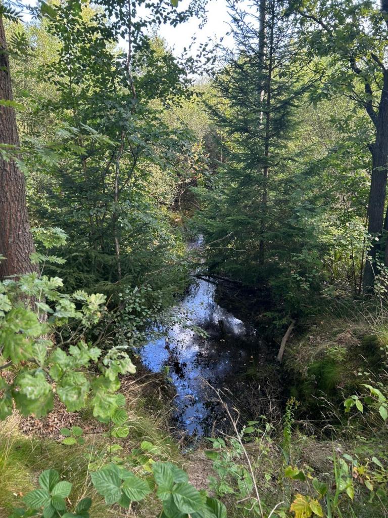 Działka gospodarstwo 1,72 ha, Łomnica, Karpnicka - zdjęcie 9