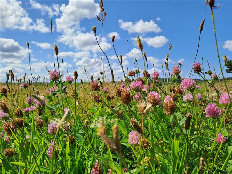 Działka rolna 5,27&nbsp;ha, Nowa Kościelnica, xxx - zdjęcie 1