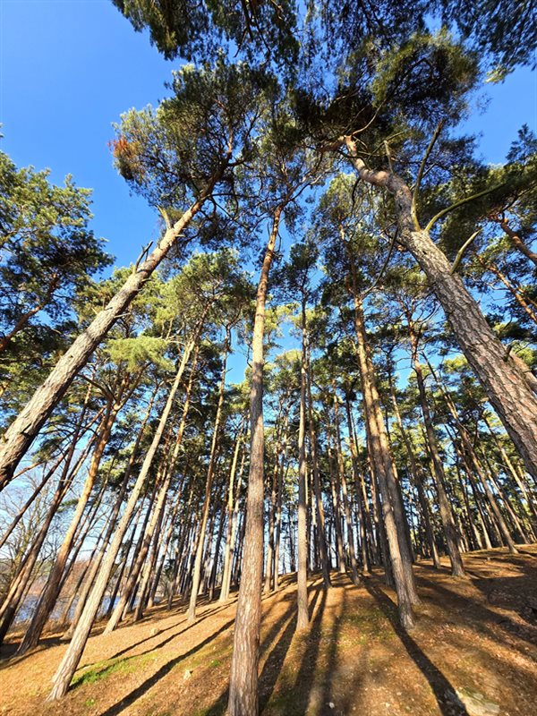 Działka rekreacyjna 400 m², Lgiń, Piwoniowa - zdjęcie 15