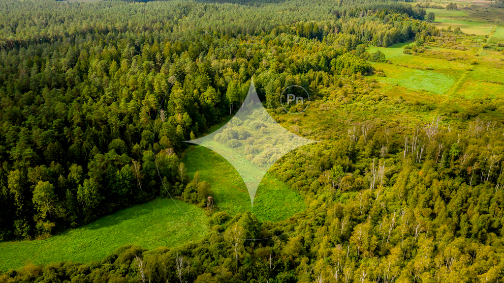 Działka rolna 1,54 ha, Dobrzyniówka - zdjęcie 6