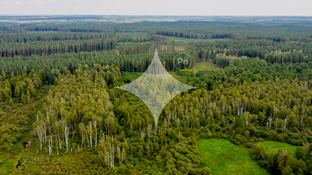 Działka rolna 1,54 ha, Dobrzyniówka - zdjęcie 8