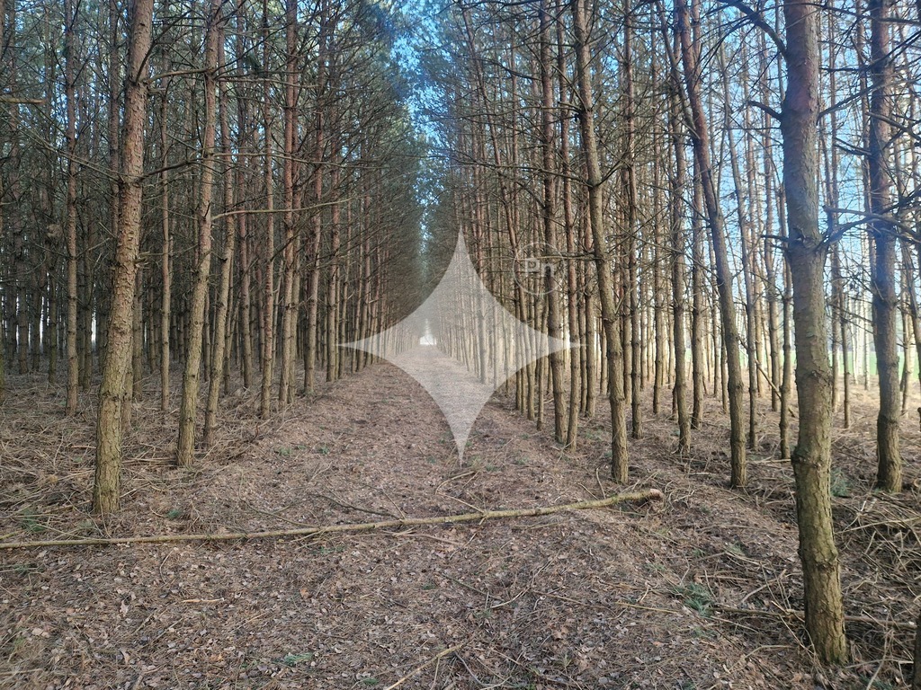 Działka rolna 2,89 ha, Świdry-Awissa - zdjęcie 3