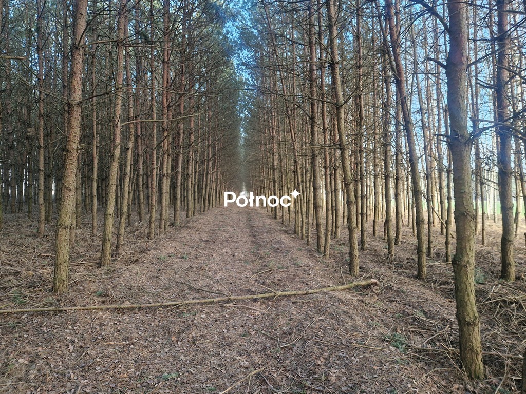 Działka rolna 2,89 ha, Świdry-Awissa - zdjęcie 3