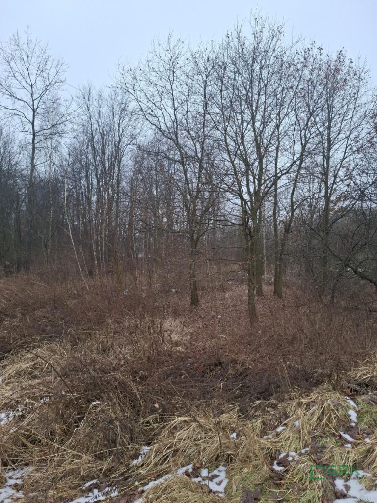 Działka inwestycyjna 5339&nbsp;m², Brzeszcze, Przecieszyńska - zdjęcie 2