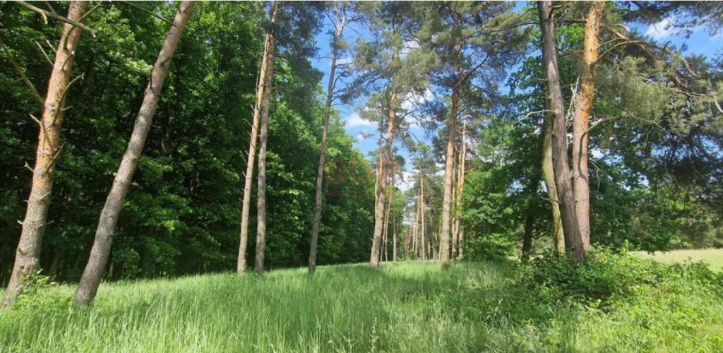 Działka budowlana 4,01 ha, Zębice, Parkowa - zdjęcie 9
