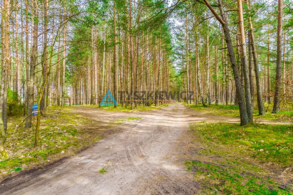 Las z linią brzegową jeziora - PIECE %NOWA CENA% - zdjęcie 5
