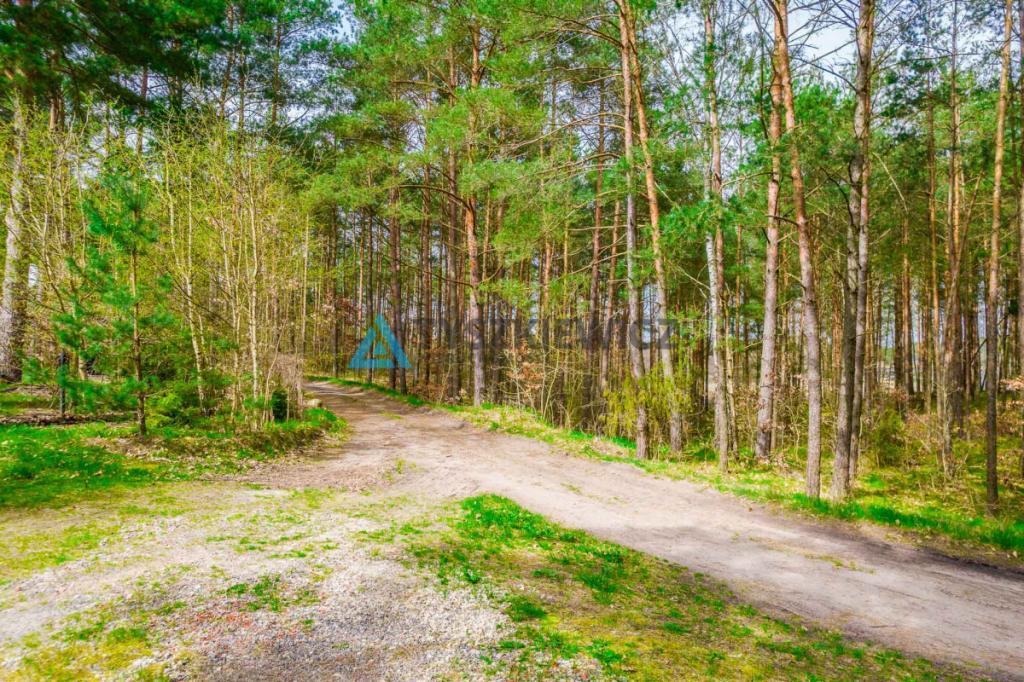 Las z linią brzegową jeziora - PIECE %NOWA CENA% - zdjęcie 8