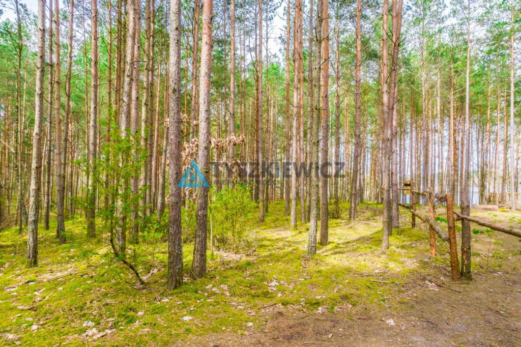 Las z linią brzegową jeziora - PIECE %NOWA CENA% - zdjęcie 12