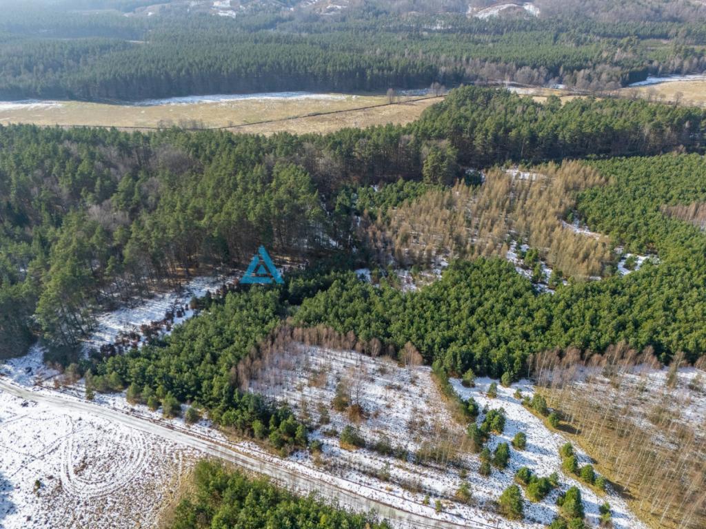 Działka zalesiona w Chociminie - zdjęcie 13