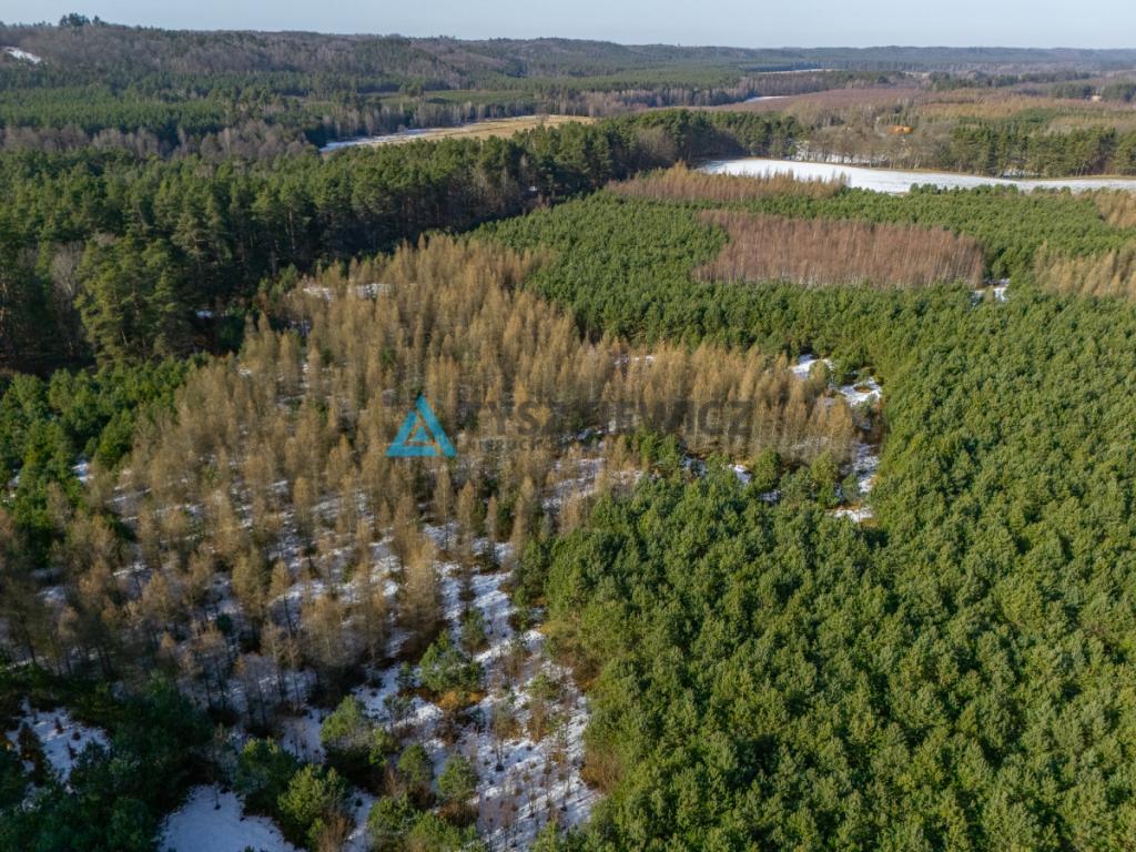 Działka zalesiona w Chociminie - zdjęcie 16