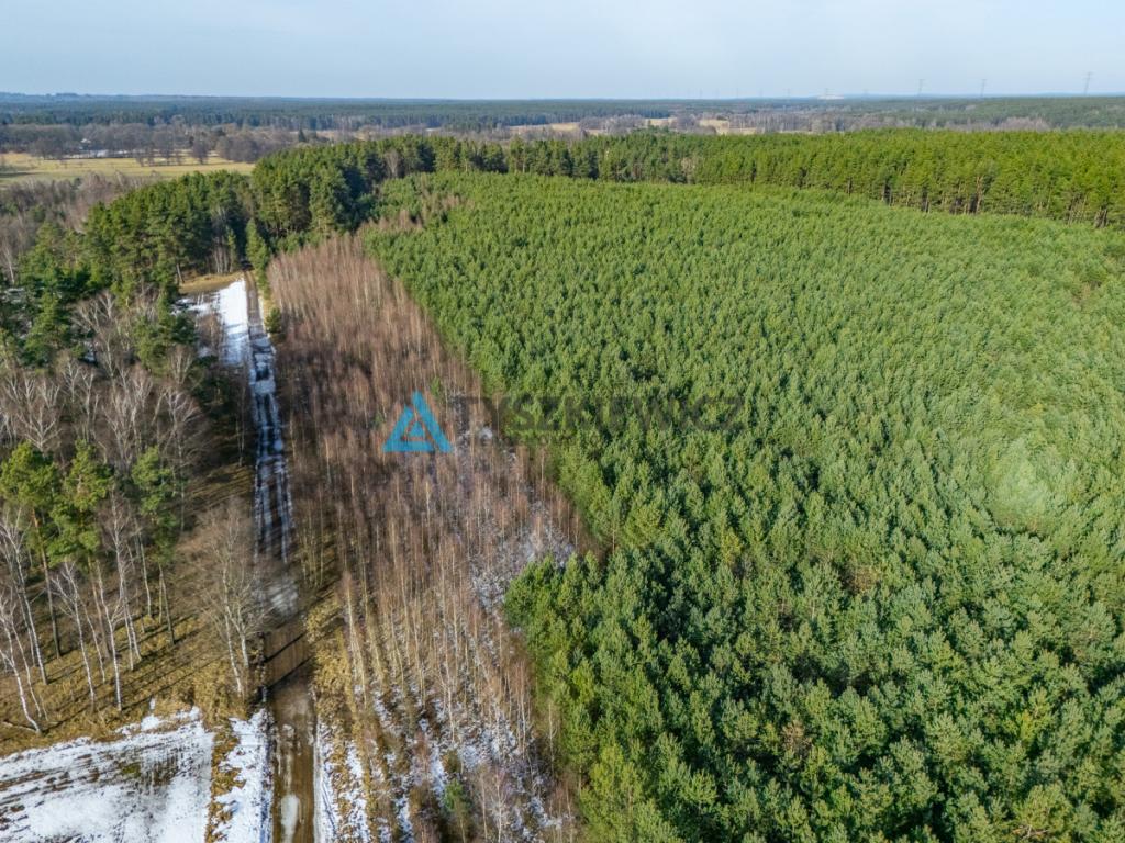Twój prywatny las w sercu natury - Kazimierz, - zdjęcie 26