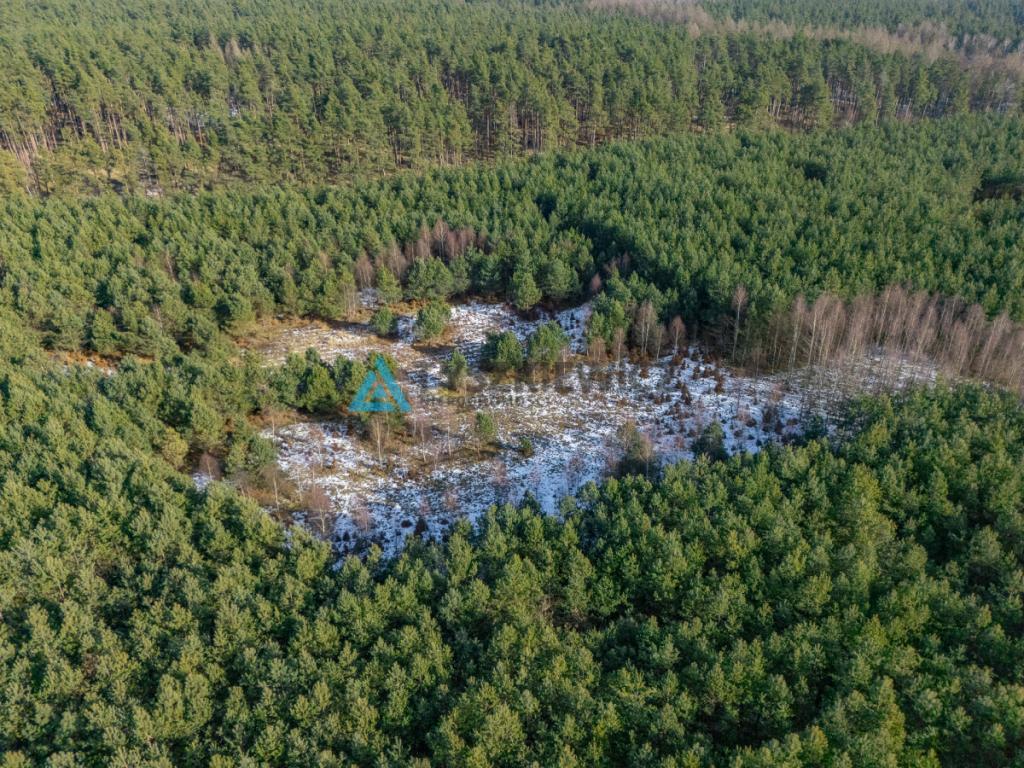Twój prywatny las w sercu natury - Kazimierz, - zdjęcie 27