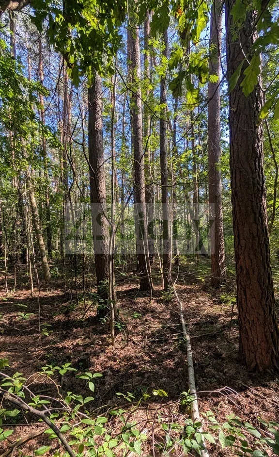 Działka budowlana 3500 m², Władysławów - zdjęcie 4
