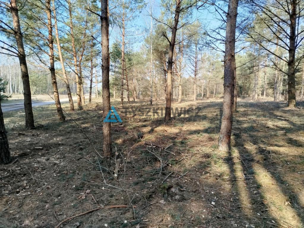 Działka budowlana w sercu lasu z MPZP - zdjęcie 14
