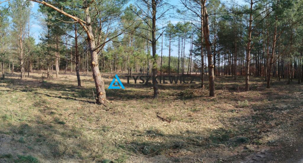 Działka budowlana w sercu lasu z MPZP - zdjęcie 1