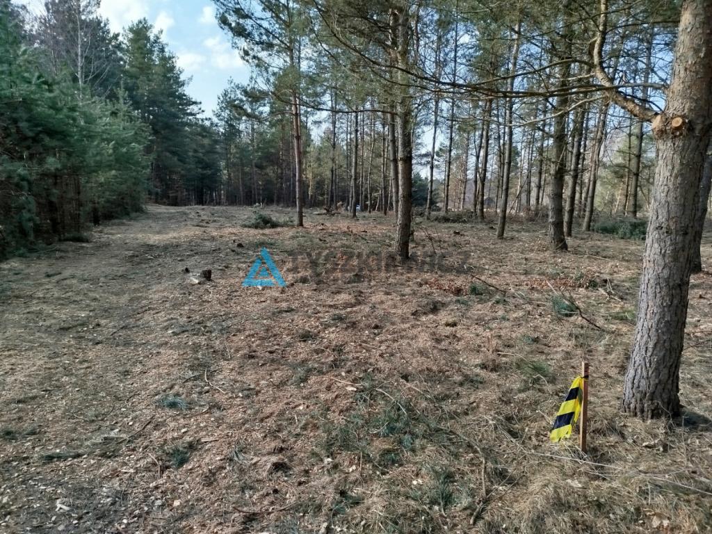 Działka budowlana w sercu lasu z MPZP - zdjęcie 8