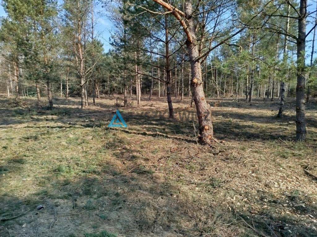 Działka budowlana w sercu lasu z MPZP - zdjęcie 15