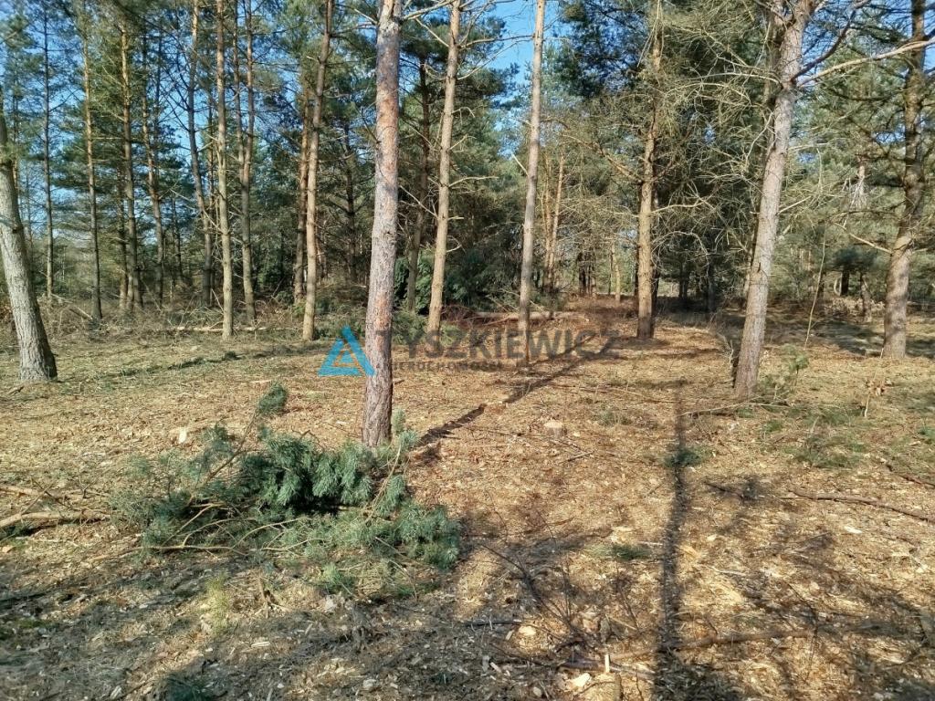 Działka budowlana w sercu lasu z MPZP - zdjęcie 6