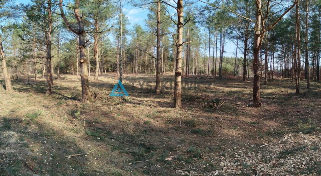 Działka budowlana w sercu lasu z MPZP - zdjęcie 12