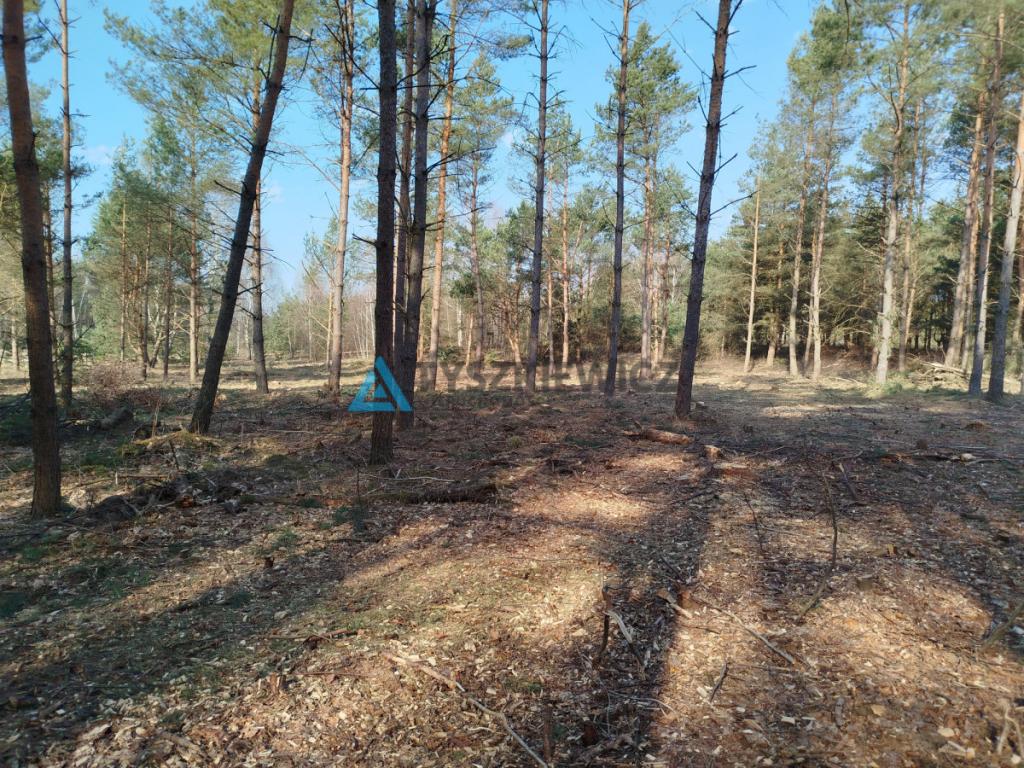 Działka budowlana w sercu lasu z MPZP - zdjęcie 10