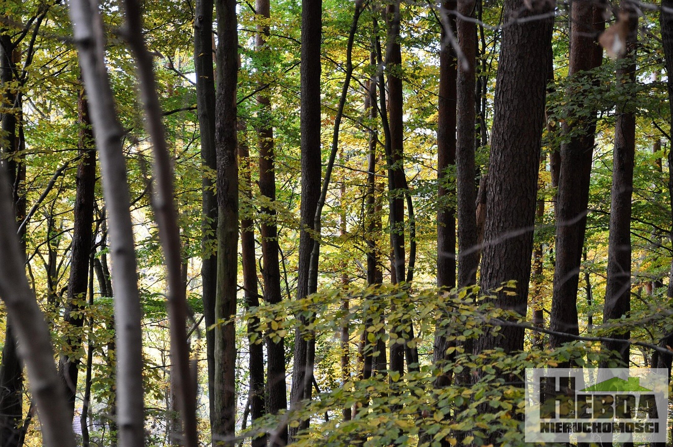 Działka leśna, Nowa Jastrząbka - zdjęcie 1