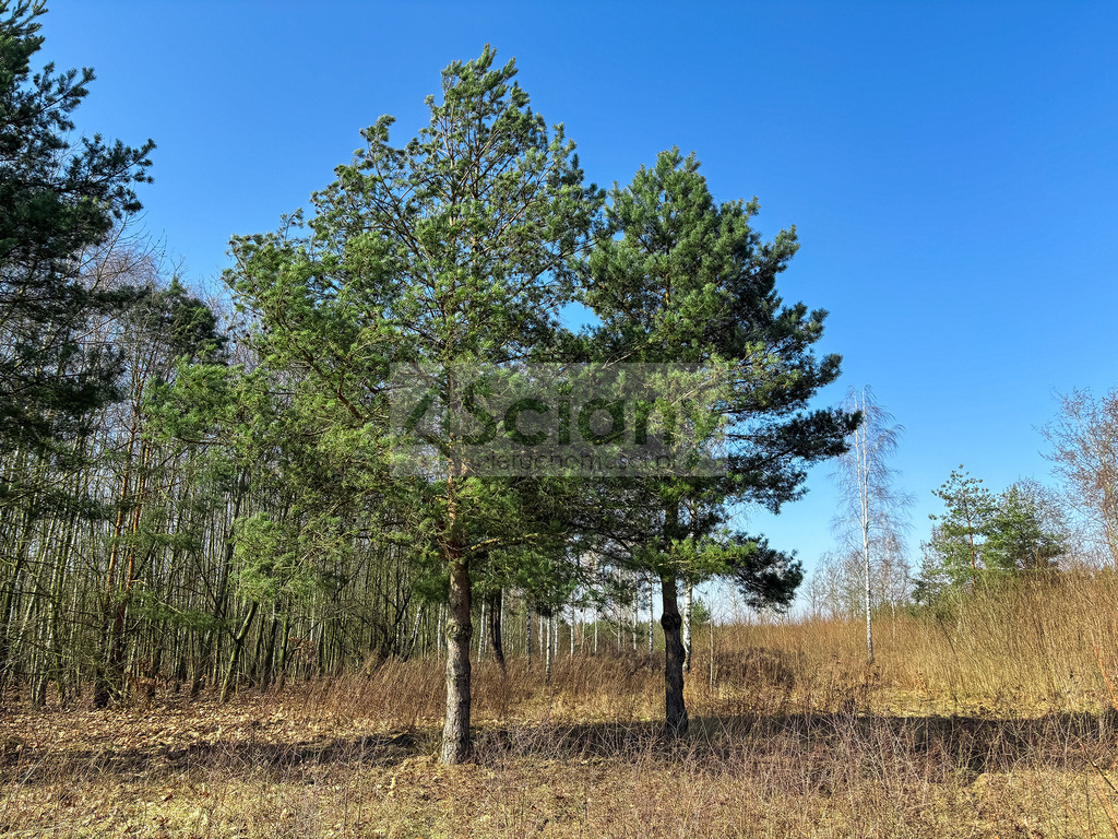 Działka budowlana 5518 m², Ojrzanów - zdjęcie 5