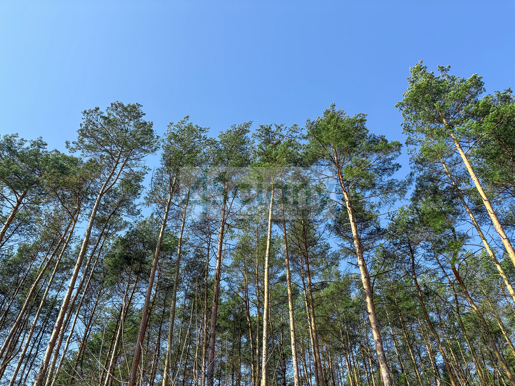 Działka budowlana 5518 m², Ojrzanów - zdjęcie 9