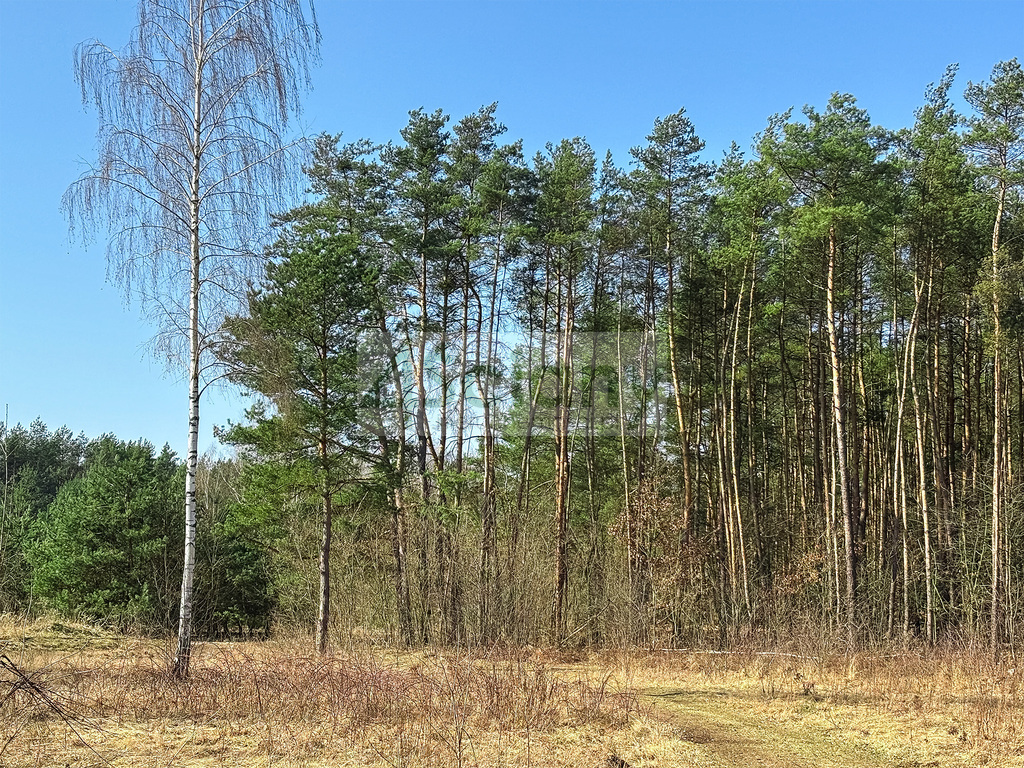 Działka budowlana 1,10 ha, Ojrzanów - zdjęcie 8