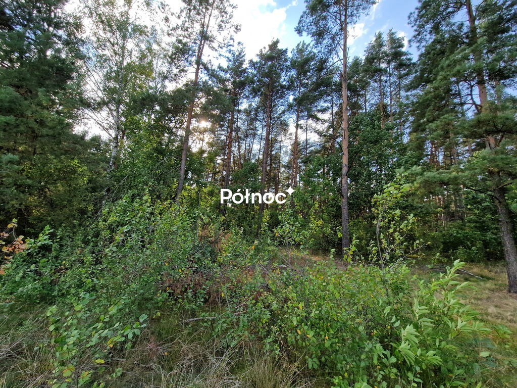 Działka rolna 3776&nbsp;m², Krynickie - zdjęcie 6