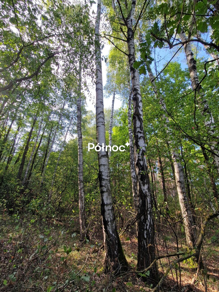 Działka rolna 3776&nbsp;m², Krynickie - zdjęcie 2