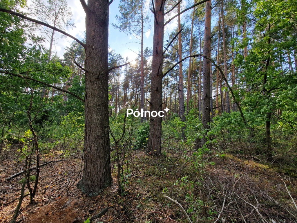 Działka rolna 3776&nbsp;m², Krynickie - zdjęcie 3