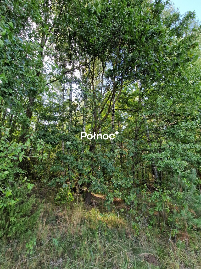 Działka rolna 3776&nbsp;m², Krynickie - zdjęcie 16