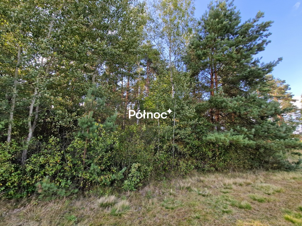 Działka rolna 3776 m², Krynickie - zdjęcie 7