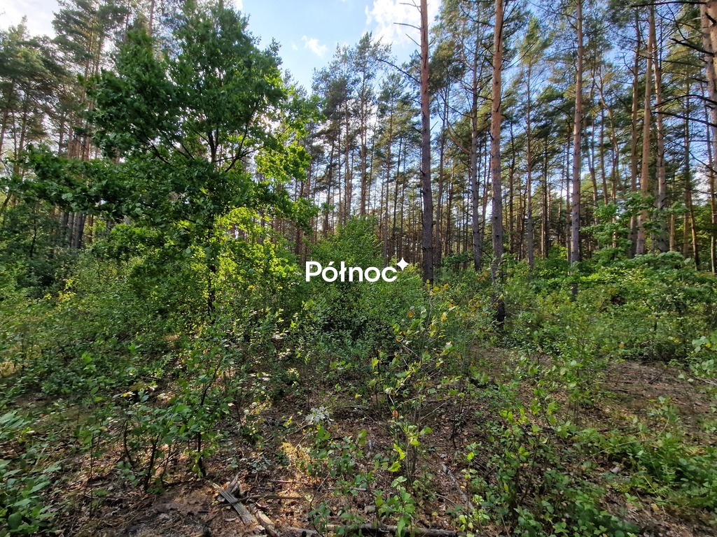 Działka rolna 3776&nbsp;m², Krynickie - zdjęcie 5