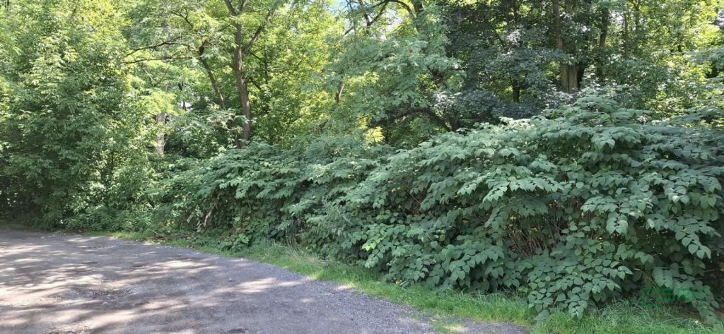 Działka inwestycyjna 5290 m², Sosnowiec, Śliwki - zdjęcie 6