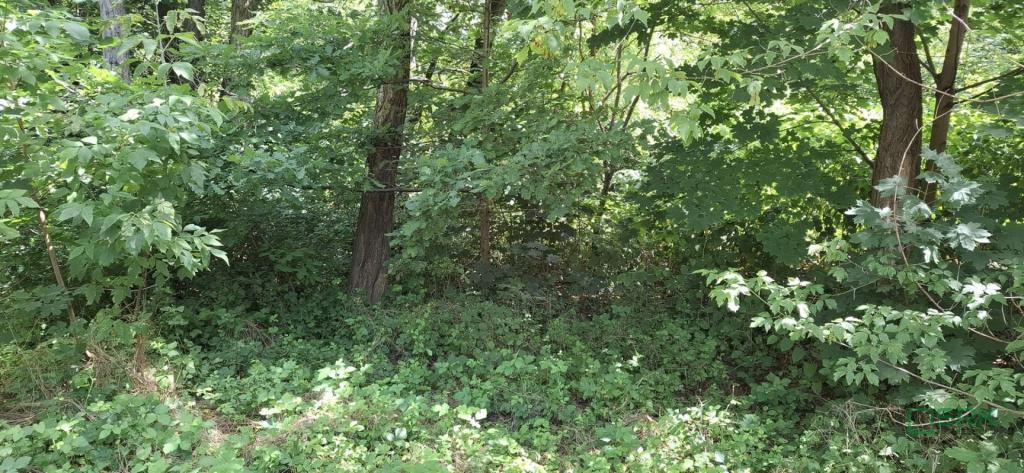 Działka inwestycyjna 5290 m², Sosnowiec, Śliwki - zdjęcie 4