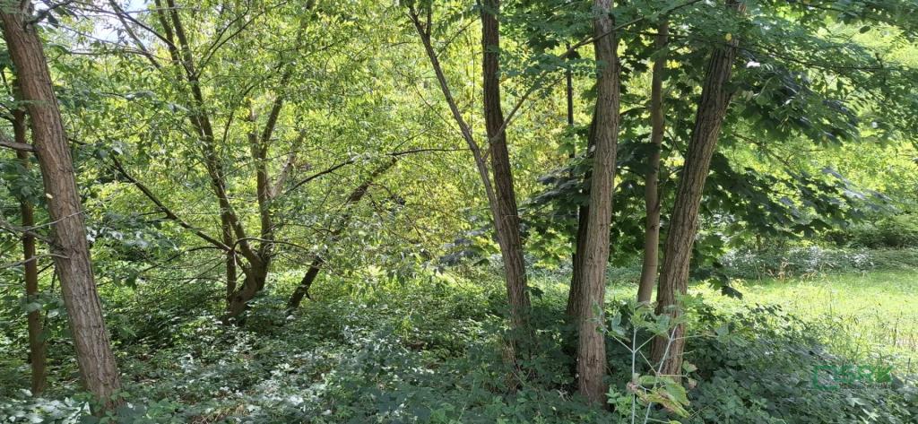 Działka inwestycyjna 5290 m², Sosnowiec, Śliwki - zdjęcie 3