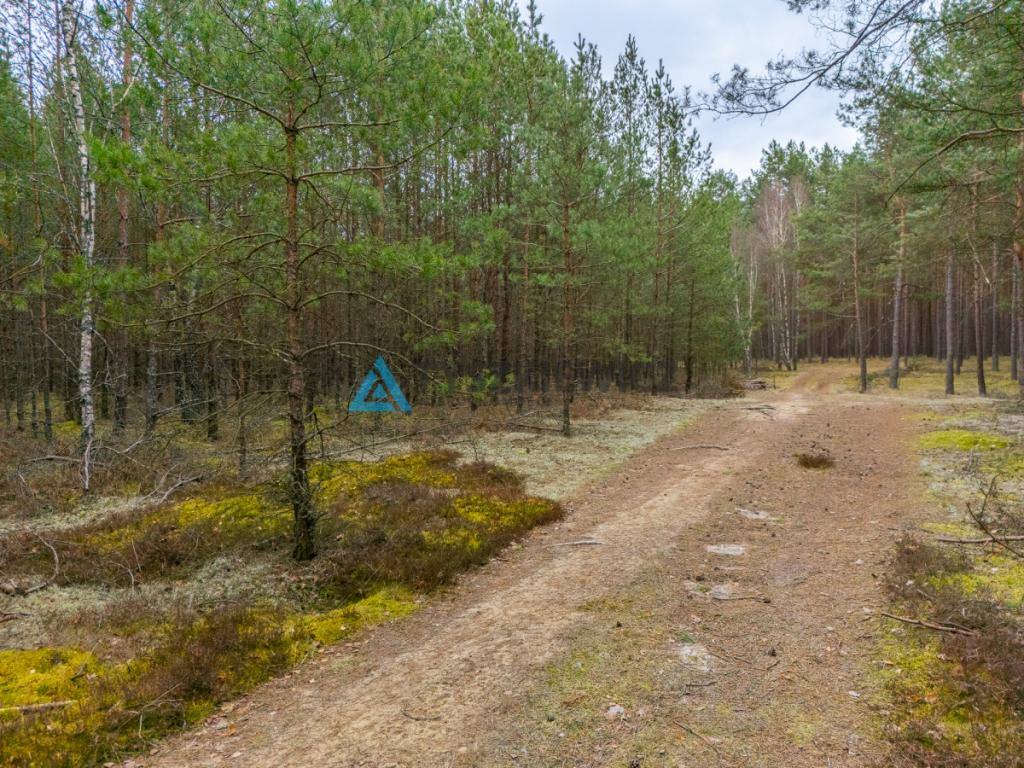 Działka leśna 6,72 ha | Jonki | gmina Konarzyny - zdjęcie 8