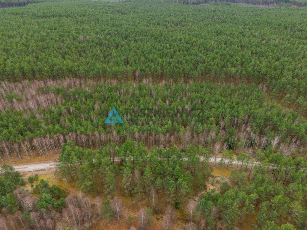 Działka leśna 6,72 ha | Jonki | gmina Konarzyny - zdjęcie 15