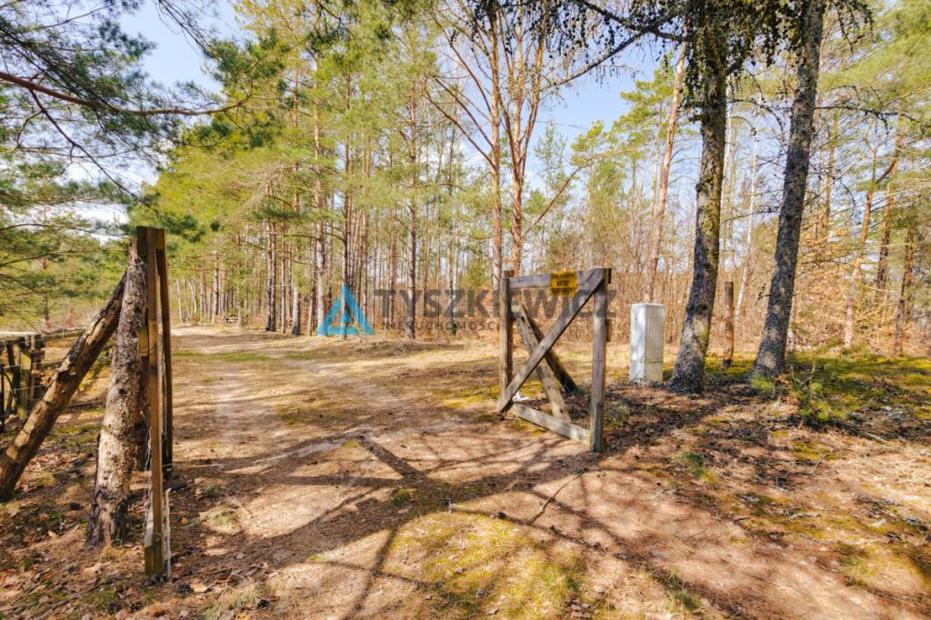 Działka z Linią Brzegową jeziora Wdzydze - zdjęcie 20