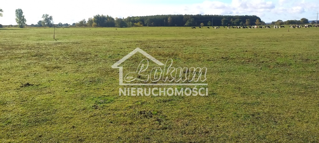 Działka rolna 1947&nbsp;m², Borzysławiec - zdjęcie 5