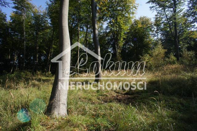 Działka rekreacyjna 701&nbsp;m², Dobra - zdjęcie 3