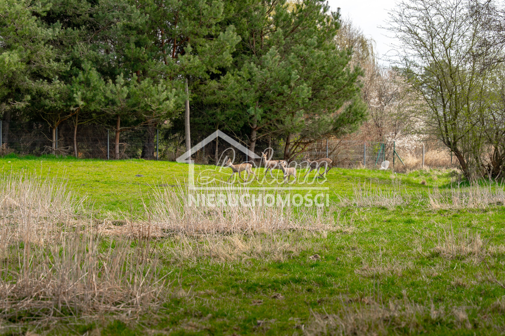 Działka budowlana 1288&nbsp;m², Tanowo, Dębowa - zdjęcie 18