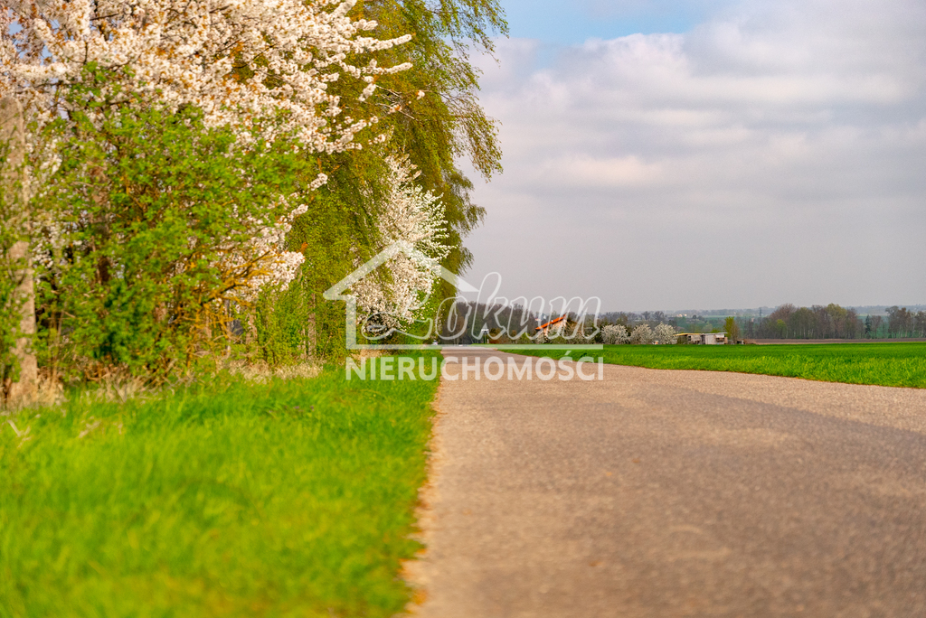 Działka rolna 2997&nbsp;m², Pyrzyce - zdjęcie 10