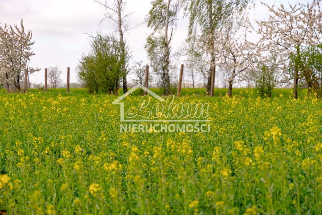 Działka rolna 2997 m², Pyrzyce - zdjęcie 7