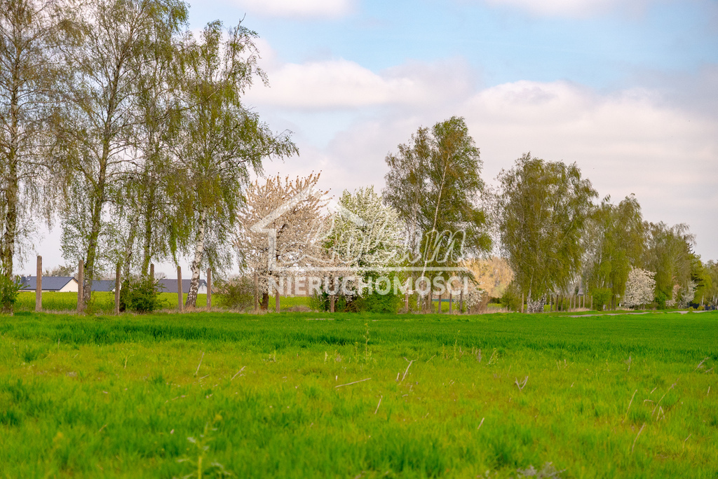 Działka rolna 2997 m², Pyrzyce - zdjęcie 6