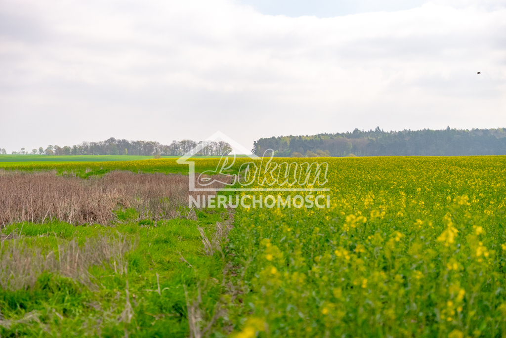 Działka rolna 2997&nbsp;m², Pyrzyce - zdjęcie 5