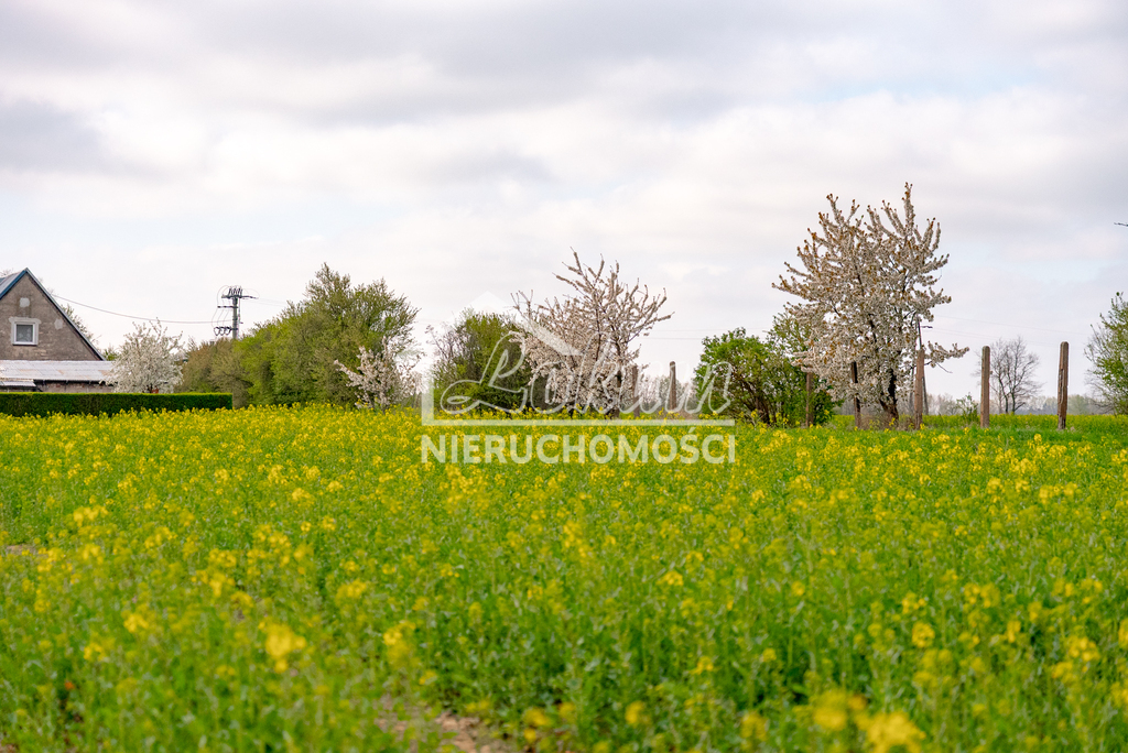 Działka rolna 2997&nbsp;m², Pyrzyce - zdjęcie 8