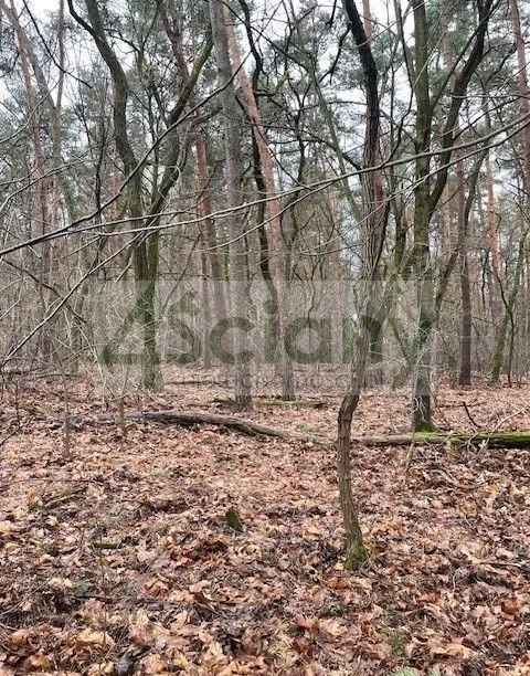 Działka budowlana 6500 m², Książenice - zdjęcie 3